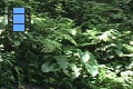 Scene 06_MORPHIDAE, Morpho peleides flight at favorite corner